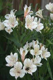 Alstroemeria Casablanca Alstroemeria Plants Pollinator Plants