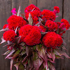 Image result for Celosia
