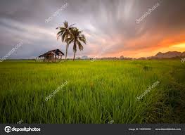 We did not find results for: Detail Gambar Photo Pemandangan Sawah Pemandangan Sawah Padi Sunset Stock