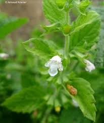 Image result for Melissa officinalis