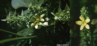 Image result for Alectra picta