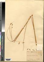 Image result for Elymandra