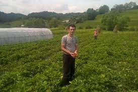 Cultivarea Capsunilor Afacerea De Succes A Unui Tanar Din Maramures Pe O Suprafata Mai Mica De Un Hectar