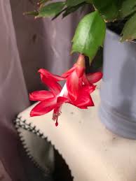 Learn the differences between thanksgiving and christmas cactus and how to get them to bloom. Caring For A Christmas Cactus Thriftyfun