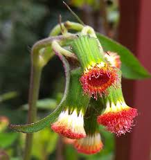 Image result for Crassocephalum radiatum