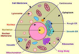 Questions and answers on labeled/unlebled diagrams of a human cell. Test Human Cell Quizlet