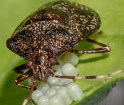 Au lieu de vaporiser une solution sur les punaises, préparez dans un seau une solution de 950 ml d'eau chaude et de 180 ml de liquide vaisselle doux. Comment Se Debarrasser Au Plus Vite Des Punaises Diaboliques Ces Insectes Si Dangereux