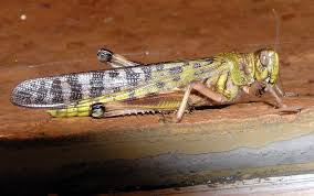 Is There A Difference Between A Cicada And A Locust Locust Insects Desert Animals