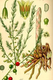 Image result for Asparagus exuvialis