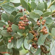 Image result for Conocarpus