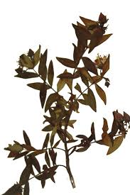 Image result for Hypericum quartinianum