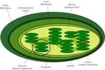 Chlorophyll | Definition, Structure & Function - Lesson ...