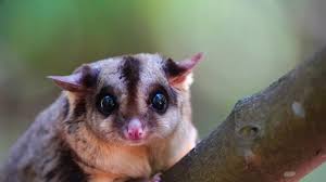How To Bond With Pet Sugar Glider: 7 Useful Tips | Jojo Pets