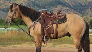 World's largest online tack shop! Buckskin Horse Attractive Color Buckskin Horse Horses Beautiful Horses