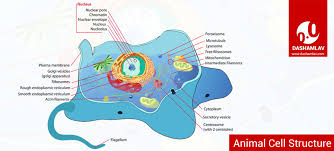 Xylem, plant vascular tissue that conveys water and dissolved minerals from the roots to the rest of the plant and also provides physical support. Cell Structure Major Parts Of Animal And Plant Cells