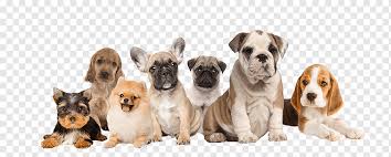 Recherche goldens is a dedicated english cream golden retriever breeder and trainer. Puppy Labrador Retriever Ct Breeder Dog Breed Pet Puppy Animals Pet Dog Like Mammal Png Pngwing