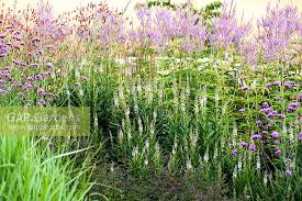 Image result for Panicum ephemerum