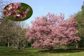 Check spelling or type a new query. Okame Cherry Tree