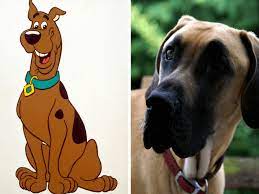 Unlike, scooby doo is an opposite to great dane, he is a squeamish, skittish and scared dog. What Kind Of Dog Is Scooby Doo Not A Great Dane Here Is Why Canine Bible