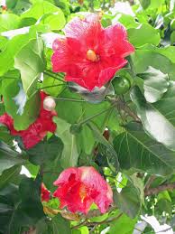 Image result for Thespesia acutiloba