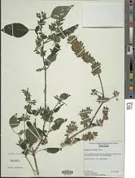 Image result for Dicliptera maculata