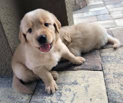 How much are dallas golden retriever puppies? Labrador Retriever Puppies For Sale By Owner Labrador Retriever Puppies For Sale Dallas Tx English Lab Puppies Lab Puppies Labrador Puppies For Sale