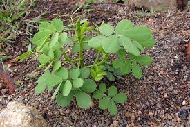 Image result for Senna obtusifolia