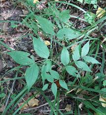 Image result for Lathyrus hygrophilus