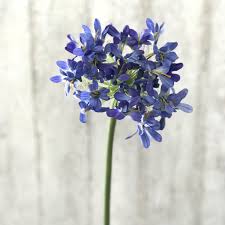 Blaue blume) was a central symbol of inspiration for the romanticism movement, and remains an enduring motif in western art today. Luxury Artificial Blue Purple Agapanthus Amaranthine Blooms Uk