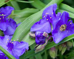 Wir haben infos zum pflanzen, schneiden und überwintern der tradescantia. Garten Dreimasterblume Pflanzen Schneiden Und Pflegen Mein Schoner Garten