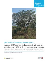 Image result for Uapaca nitida