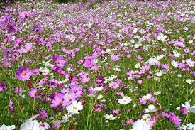 Wild Flowers Colourful Cosmos Flowers Growing Wild In South Africa Sponsored Affiliate Affiliate Flowers Cosmos Cosmos Flowers Wild Flowers Flowers