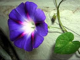 Https Www Youtube Com Watch V D Lkco6mv9k Feature Share Morning Glory Flowers Flowers September Birth Flower