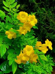 Image result for Tecoma stans