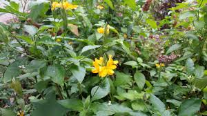 Check spelling or type a new query. Here S What To Do In Your Space Coast Yard And Garden In September