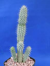 Image result for Hoodia