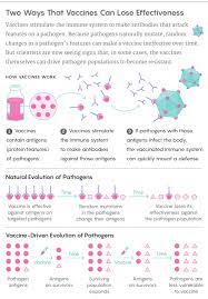 How Vaccines Can Drive Pathogens To Evolve Quanta Magazine