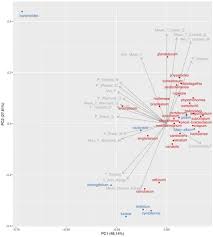 Image result for Petalidium bracteatum