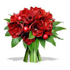 Christmas Amaryllis Amaryllis Bouquet Amaryllis Bulb Flowers