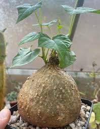 Image result for Gerrardanthus lobatus