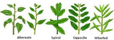 Learn To Identify Plants Leaf Arrangement Phyllotaxy Indiahome Club Identify Plant Plant Leaves Leaf Identification