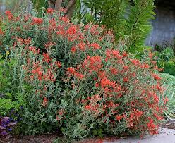 Image result for Dicliptera