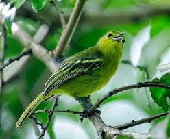 Cipoh kacat merupakan salah satu jenis burung cipoh yang sangat populer. Burung Cipoh Spesies Burung Bersuara Merdu Yang Sulit Ditaklukan