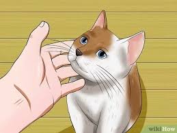 The veterinarian needs to be competent enough to provide solid care for your animal. How To Help A Cat When No Vets Are Available 13 Steps