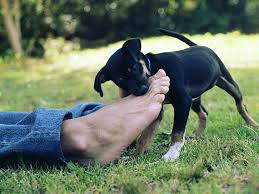 Sure, all puppies bite, but never to be mean. How To Train Your Dog To Have Bite Inhibition