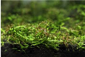 Image result for Rotala mexicana