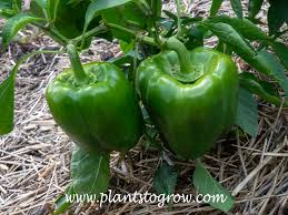 Image result for Capsicum