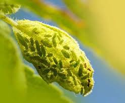 Pucerons Traitement Anti Pucerons Pour Plantes Et Rosiers Anti Puceron Pucerons Puceron Rosier