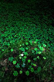 Maybe you would like to learn more about one of these? Feeling Lucky By Jasontheaker Via Flickr Love This Nature Green Aesthetic Shades Of Green