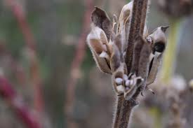 Check spelling or type a new query. Growing Sesame Brie Grows